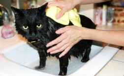 小猫没打疫苗可以洗澡,小猫没打疫苗洗澡会感冒吗? 