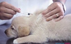  幼犬打了假疫苗死了「幼犬打完疫苗死了」