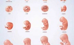 胎儿中央监护是什么_胎儿中央沟什么时间出现