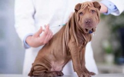 小狗感冒了可以打疫苗,小狗感冒了能打预防针吗 