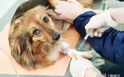 狗狗打疫苗一针多少钱