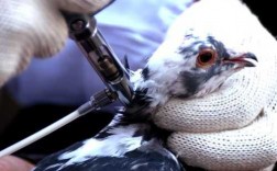 鸽子需要打针吗 鸽子需要打疫苗吗