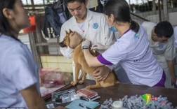 防疫站能给狗打疫苗吗视频