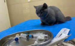 打了疫苗的猫咪 打疫苗期间猫没死