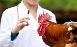 给公鸡打针在哪个位置打了 公鸡打什么疫苗