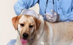 济南动物防疫站可以给狗狗打疫苗吗