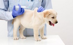 狗狗打了疫苗会有不良反应吗