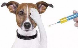 成犬打疫苗打几针合适