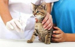 猫打疫苗有什么用（猫打疫苗有什么用吗）