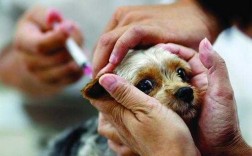 打 狂犬疫苗-打疫苗打狂犬疫苗