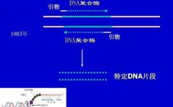 生物的dna引物是什么物质 生物的DNA引物是什么