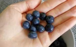 蓝莓如何保鲜效果好_蓝莓怎样保鲜