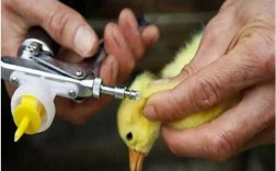 小鸭疫苗_小鸭疫苗注射部位