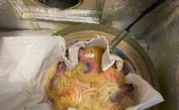 鸽子打完疫苗嗉囊有结块-鸽子注射疫苗后囊肿