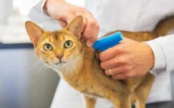 家猫必须打疫苗么,家猫用打防疫针吗 