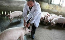 猪口蹄疫疫苗不良反应-猪注射口蹄疫疫苗的注意