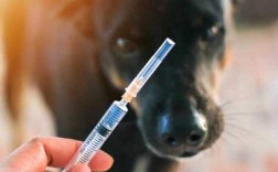打完狂犬疫苗肠胃不适症状,打完狂犬疫苗胃痛怎么办 