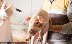 猪呼吸道疫苗-给猪打呼吸疫苗