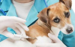  狗狗打狂犬疫苗吗「狗狗打狂犬疫苗吗会死吗」