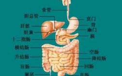  离胃近器管是什么「离胃最近的器官有哪些」