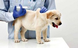 给狗打疫苗属于保护易感人群吗