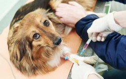  小狗打疫苗的目的「狗打疫苗是干嘛的」