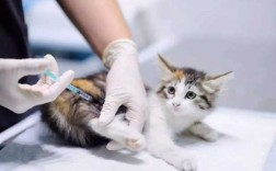疫苗隔多久再打_疫苗隔多久打一次猫咪