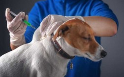 自己家的狗打了狂犬疫苗不小心划到了没事吧-误打狗狗的狂犬疫苗