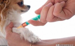 狗打疫苗隔多久在打第二针