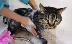 猫打疫苗洗澡需要多久时间