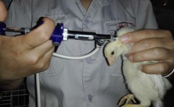 鸡要打多少次疫苗 鸡一般要打几次疫苗