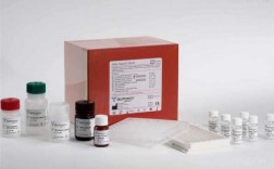 肾损伤实验报告-肾损伤检测试剂盒研究