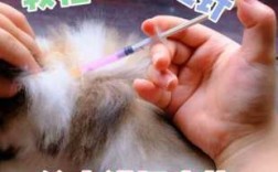 猫咪打疫苗的位置有点肿怎么办 小猫疫苗打臀部