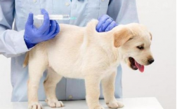 出生的小狗几天打防疫针-小奶狗出生几天打疫苗
