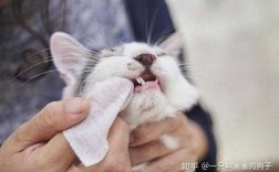 猫咪口炎可以打针吗 口炎猫可以打疫苗不