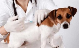  狗疫苗加强针「狗疫苗加强针超期多长时间失效」