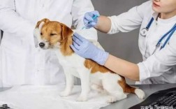 狗刚打完疫苗抽搐正常吗