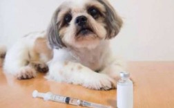  小狗疫苗失效的表现「狗狗疫苗接种失败的表现」