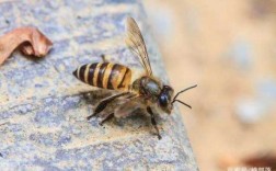  蜜蜂的毒呈什么性「蜜蜂的毒能治什么病」