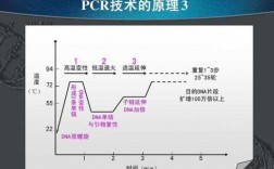 pcr在生物技术领域上的主要用途 生物pcr技术中文名叫什么