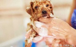 小狗发完疫苗洗澡了有影响吗 小狗发完疫苗洗澡了