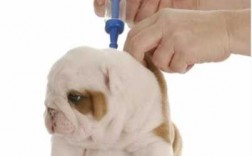 两个月狗狗打疫苗期间能洗澡么 两个月狗狗打疫苗