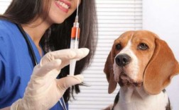 狗打了狂犬疫苗多久生效,狗打了狂犬疫苗几天生效 