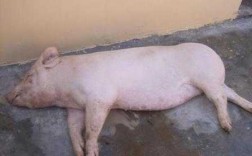 猪为什么吃尿液 猪吃猪尿用什么药效果好