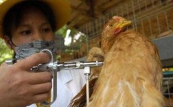 鸡禽流感疫苗注射图_鸡禽流感疫苗注射图解