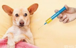 小狗狗打了疫苗吐了是怎么回事-小狗打完疫苗吐正常吗