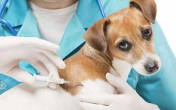  小狗打疫苗有什么好处「小狗打疫苗有什么不良反应」