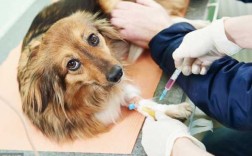 狗狗验血查疫苗,狗狗疫苗抗体检查 
