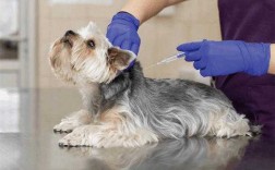 小狗接种完疫苗的反应