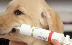 狗狗打完疫苗吃什么补充营养